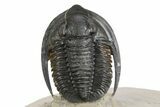 Diademaproetus Trilobite - Rock Removed Under Shell #252522-1